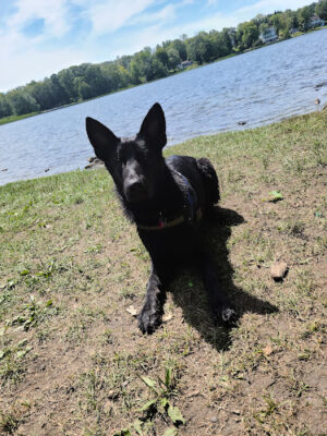 Dog Pond