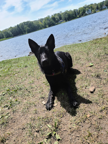 Dog Pond
