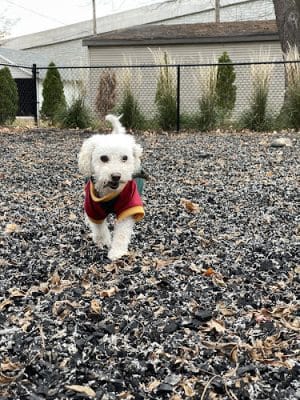 Sprocket Dog Park