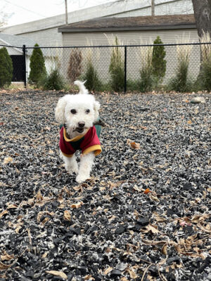 Sprocket Dog Park