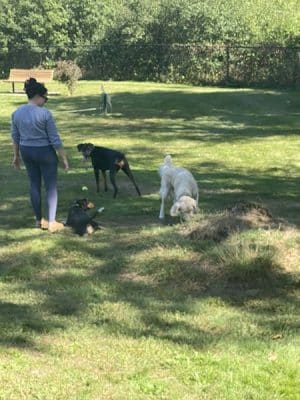 Goshen Dog Park