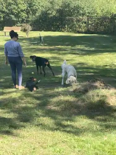 Goshen Dog Park - Goshen, NY