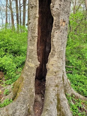 Flatwoods Park