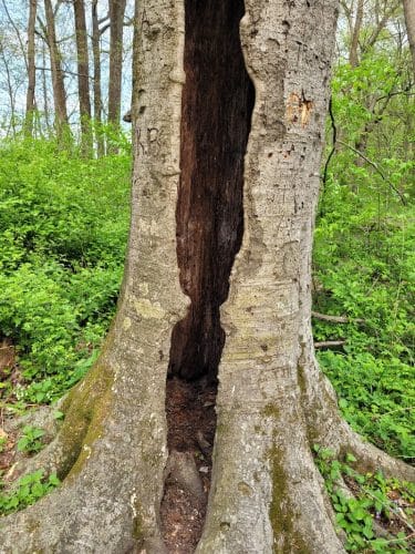 Flatwoods Park