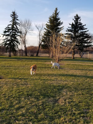 Happy Tails Bark Park
