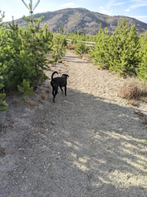 Dog Park YMCA Snow Mountain Ranch