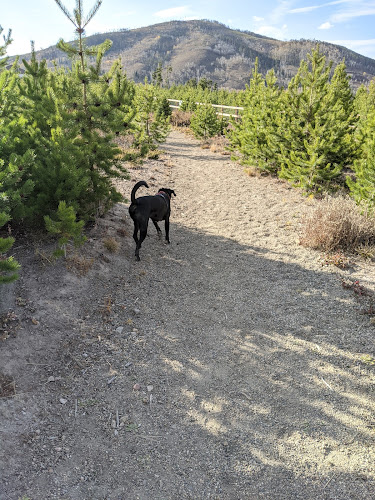 Dog Park YMCA Snow Mountain Ranch