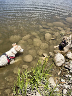 Granby Dog Park