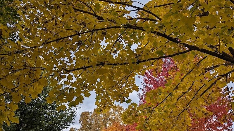Rust Park - Grand Blanc, MI