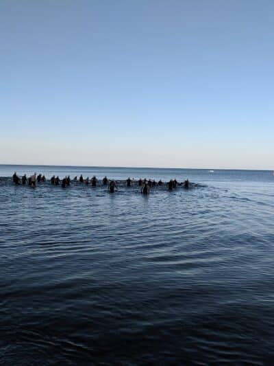 Grand Haven Dog Beach - Grand Haven,