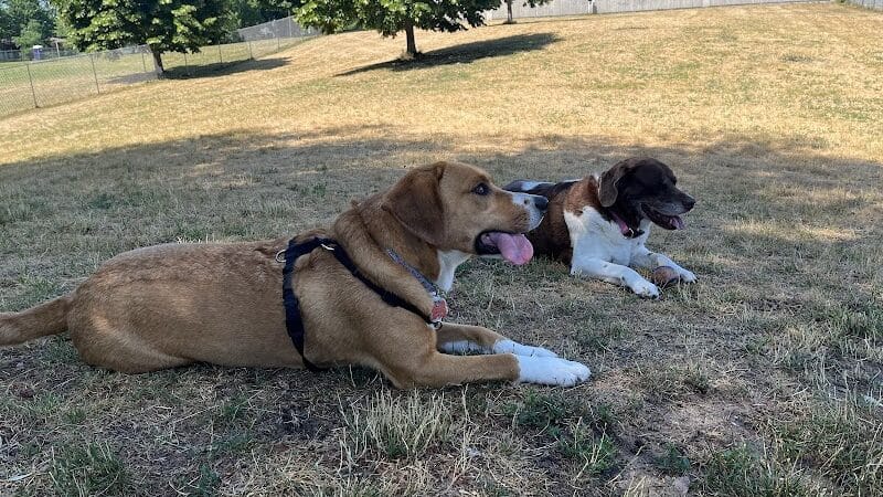 Grand Haven Dog Park - Grand Haven, MI