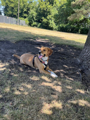 Grand Haven Dog Park
