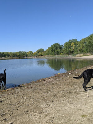 Dog Island