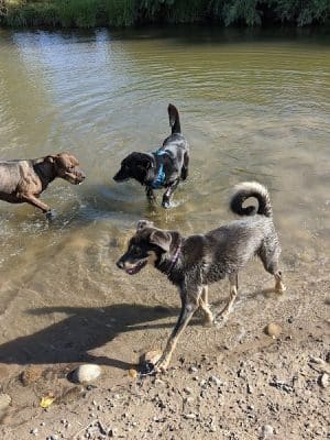 Canyon View Dog Park