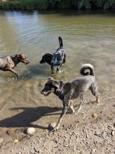 Canyon View Dog Park
