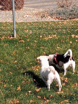 Canyon View Dog Park