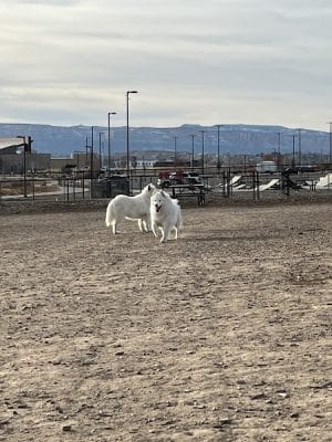Las Colonias Dog Park