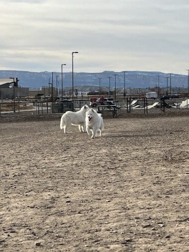 Las Colonias Dog Park