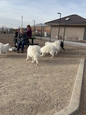 Las Colonias Dog Park