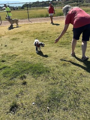 Las Colonias Dog Park