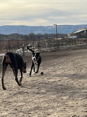 Las Colonias Dog Park