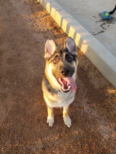 Las Colonias Dog Park