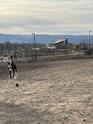 Las Colonias Dog Park