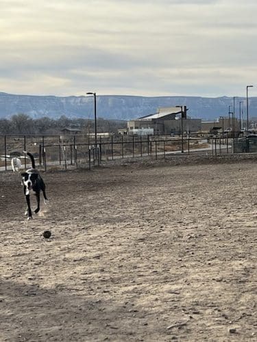 Las Colonias Dog Park
