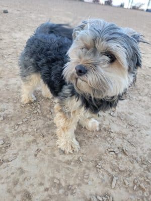 Las Colonias Dog Park