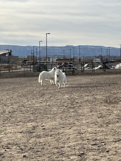 Las Colonias Dog Park - Grand Junction,