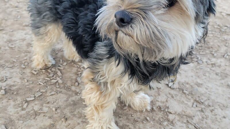 Las Colonias Dog Park - Grand Junction,
