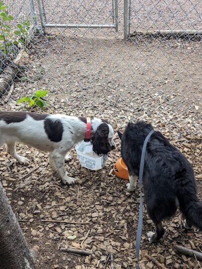 Grand Marais Dog Park by Go Dog North Shore - Grand Marais,