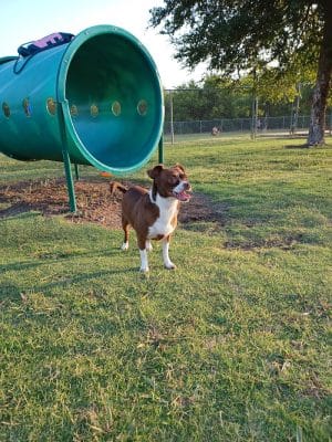 Central Bark Dog Park