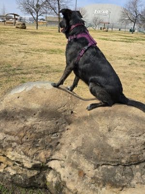 Central Bark Dog Park