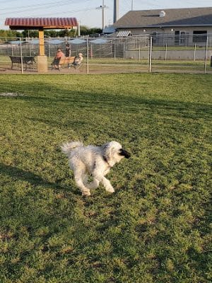 Central Bark Dog Park