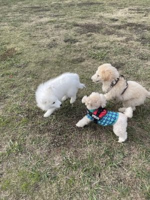 Central Bark Dog Park