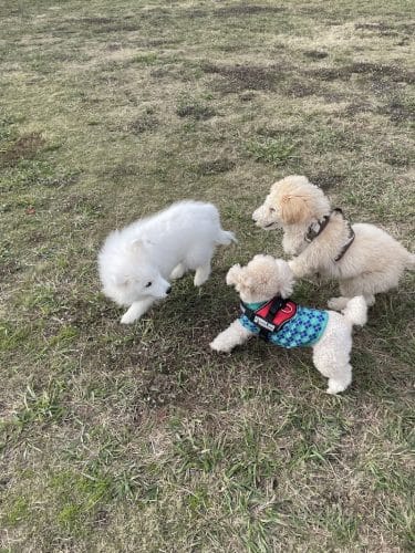 Central Bark Dog Park