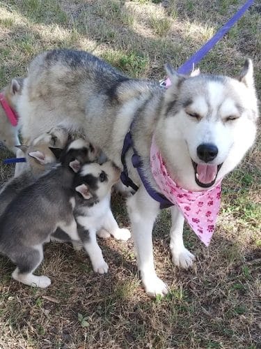 Central Bark Dog Park