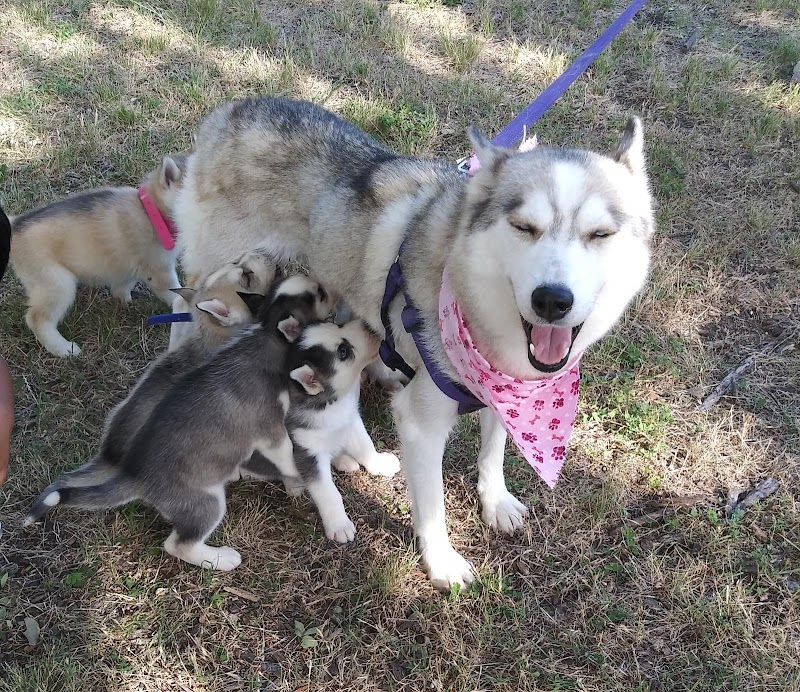 Central Bark Dog Park - Grand Prairie, TX