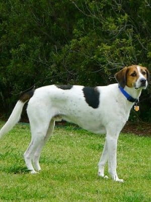 Central Bark Dog Park