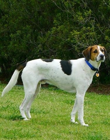 Central Bark Dog Park