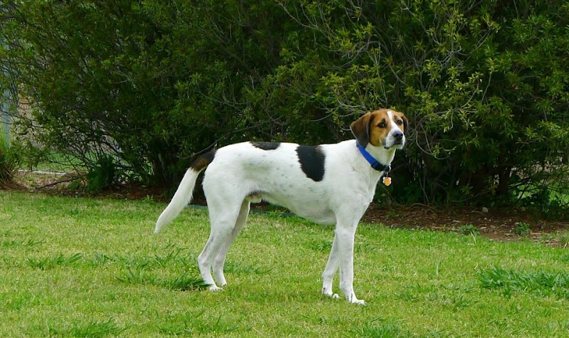 Central Bark Dog Park - Grand Prairie, TX