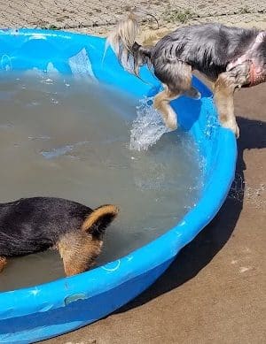 Central Bark Dog Park