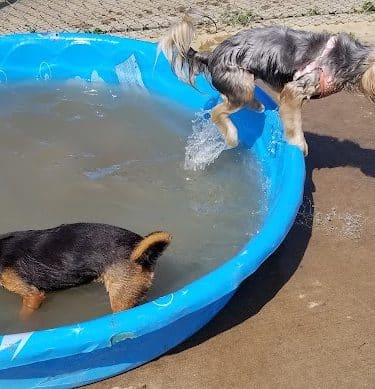 Central Bark Dog Park