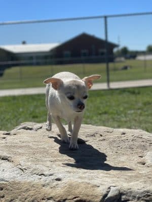 Central Bark Dog Park