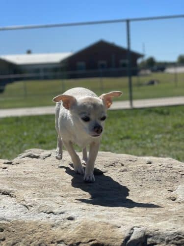 Central Bark Dog Park