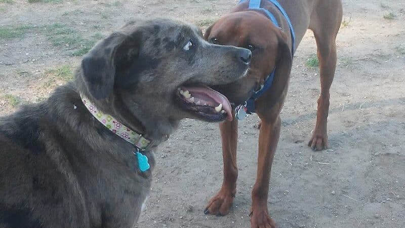 Dog Park - Grand Rapids, MI
