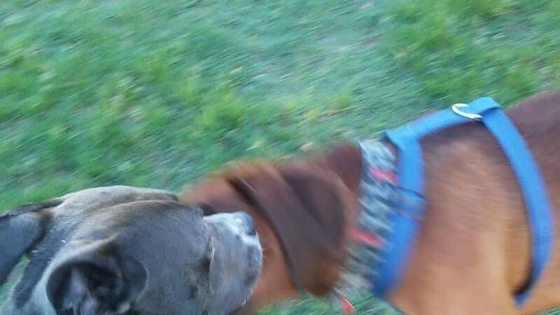 Dog Park - Grand Rapids, MI