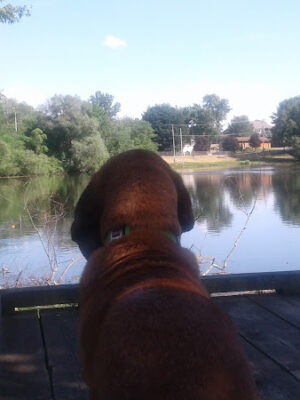 Ambrose Park