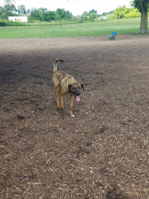 Cascade Dog Park